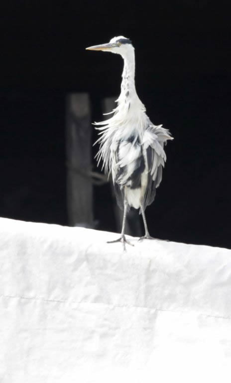 Scrawny Heron